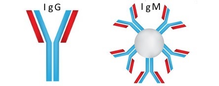 Виды иммуноглобулина